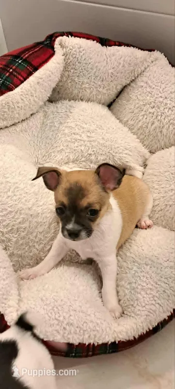 Bella – Chihuahua puppy for sale in Rochester, NY
