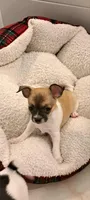 Bella, a female Chihuahua for sale in Rochester, NY – 1 of 3