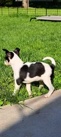 Prescious, a female Chihuahua for sale in Rochester, NY – 4 of 6