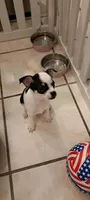 Ollie, a male Chihuahua for sale in Rochester, NY – 1 of 2