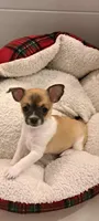 Bella, a female Chihuahua for sale in Rochester, NY – 2 of 3