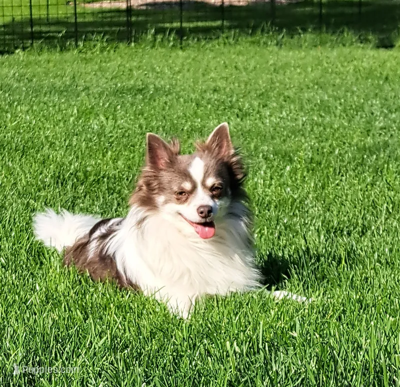 Julius – Chihuahua puppy for sale in Rochester, NY