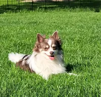 Julius, a male Chihuahua for sale in Rochester, NY – 1 of 5