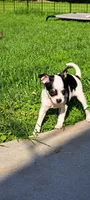 Prescious, a female Chihuahua for sale in Rochester, NY – 3 of 6