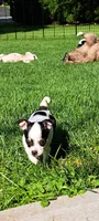Prescious, a female Chihuahua for sale in Rochester, NY – 6 of 6