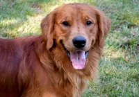 Greyson (dark blue collar), a male Golden Retriever for sale in Hull, GA – Photo 5 of 5