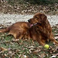 Greyson (dark blue collar), a male Golden Retriever for sale in Hull, GA – Photo 2 of 5