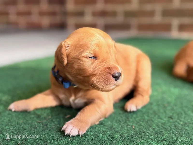 Greyson (dark blue collar) – Golden Retriever puppy for sale in Hull, GA