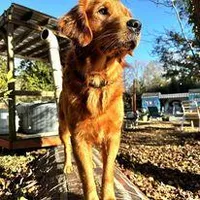 Alfred (green collar), a male Golden Retriever for sale in Hull, GA – Photo 3 of 5