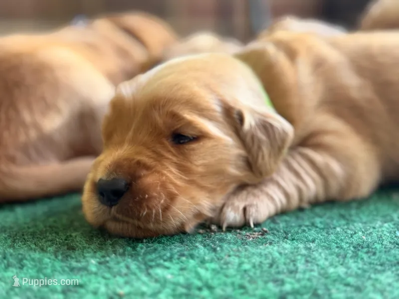 Alfred (green collar) – Golden Retriever puppy for sale in Hull, GA