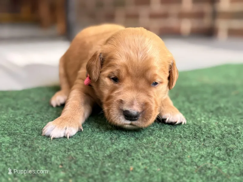 Diana (pink collar) – Golden Retriever puppy for sale in Hull, GA