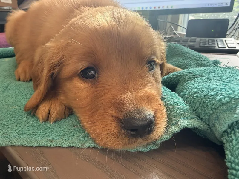 Becky (yellow collar) – Golden Retriever puppy for sale in Hull, GA
