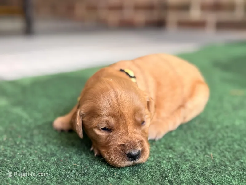 Becky (yellow collar) – Golden Retriever puppy for sale in Hull, GA