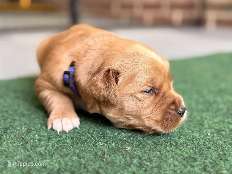Wally (purple collar) – Golden Retriever puppy for sale in Hull, GA