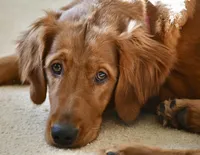 Wally (purple collar), a male Golden Retriever for sale in Hull, GA – Photo 4 of 5