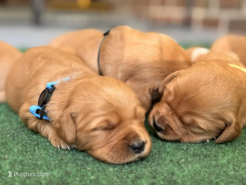 Stevie (light blue collar) – Golden Retriever puppy for sale in Hull, GA