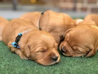 Stevie (light blue collar), a female Golden Retriever for sale in Hull, GA – Photo 1 of 5
