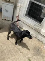 Charles, a female Labrador Retriever for sale in Far Rockaway, NY – 2 of 2