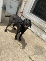 Charles, a female Labrador Retriever for sale in Far Rockaway, NY – 1 of 2
