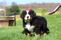 Florence, a female Bernese Mountain Dog for sale in Dundee, OH – Photo 7 of 10