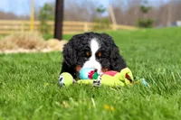 Florence, a female Bernese Mountain Dog for sale in Dundee, OH – Photo 9 of 10