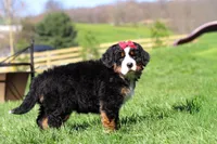 Florence, a female Bernese Mountain Dog for sale in Dundee, OH – Photo 3 of 10