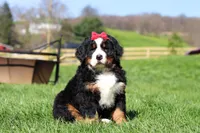 Florence, a female Bernese Mountain Dog for sale in Dundee, OH – Photo 4 of 10