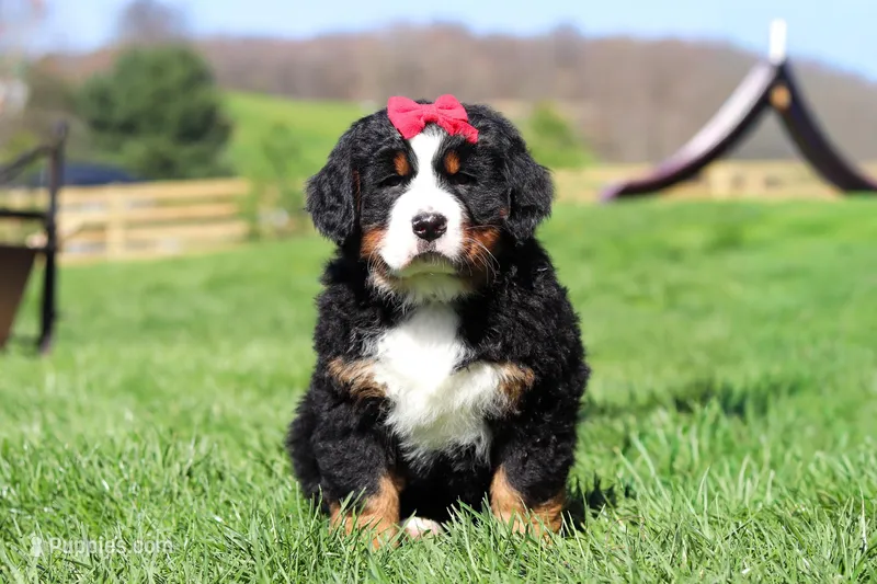 Florence – Bernese Mountain Dog puppy for sale in Dundee, OH