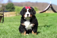 Florence, a female Bernese Mountain Dog for sale in Dundee, OH – Photo 1 of 10