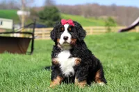 Florence, a female Bernese Mountain Dog for sale in Dundee, OH – Photo 2 of 10