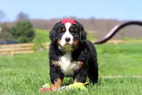 Florence, a female Bernese Mountain Dog for sale in Dundee, OH – Photo 10 of 10