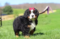 Florence, a female Bernese Mountain Dog for sale in Dundee, OH – Photo 5 of 10
