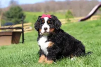Florence, a female Bernese Mountain Dog for sale in Dundee, OH – Photo 6 of 10