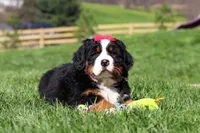 Florence, a female Bernese Mountain Dog for sale in Dundee, OH – Photo 8 of 10