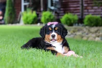 Suzi, a female Bernese Mountain Dog for sale in Dundee, OH – 6 of 10