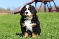 Crooked Jim, a male Bernese Mountain Dog for sale in Dundee, OH – Photo 4 of 10