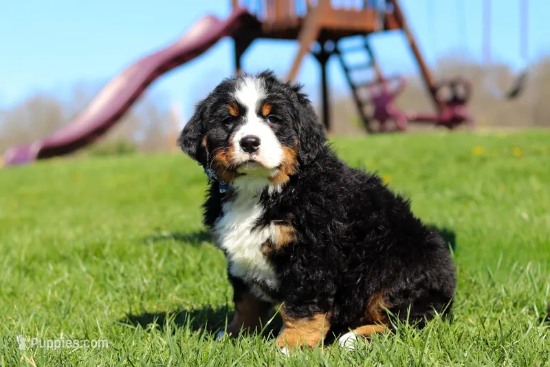 Crooked Jim – Bernese Mountain Dog puppy for sale in Dundee, OH