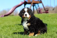 Crooked Jim, a male Bernese Mountain Dog for sale in Dundee, OH – Photo 1 of 10