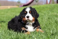 Crooked Jim, a male Bernese Mountain Dog for sale in Dundee, OH – Photo 2 of 10