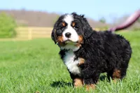 Crooked Jim, a male Bernese Mountain Dog for sale in Dundee, OH – Photo 9 of 10