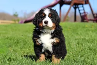 Crooked Jim, a male Bernese Mountain Dog for sale in Dundee, OH – Photo 5 of 10