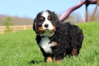 Crooked Jim, a male Bernese Mountain Dog for sale in Dundee, OH – Photo 10 of 10