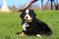 Crooked Jim, a male Bernese Mountain Dog for sale in Dundee, OH – Photo 3 of 10