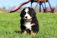 Crooked Jim, a male Bernese Mountain Dog for sale in Dundee, OH – Photo 6 of 10