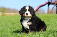 Crooked Jim, a male Bernese Mountain Dog for sale in Dundee, OH – Photo 8 of 10