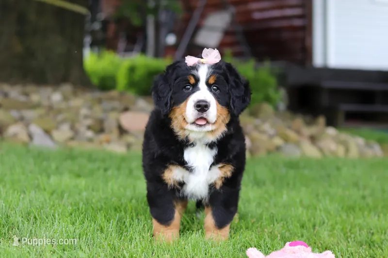 Sadie – Bernese Mountain Dog puppy for sale in Dundee, OH
