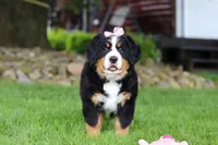 Sadie, a female Bernese Mountain Dog for sale in Dundee, OH – 1 of 10