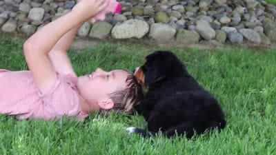Suzi, a female Bernese Mountain Dog for sale in Dundee, OH – 9 of 10