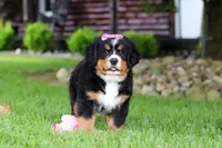 Suzi, a female Bernese Mountain Dog for sale in Dundee, OH – 3 of 10