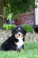 Suzi, a female Bernese Mountain Dog for sale in Dundee, OH – 8 of 10